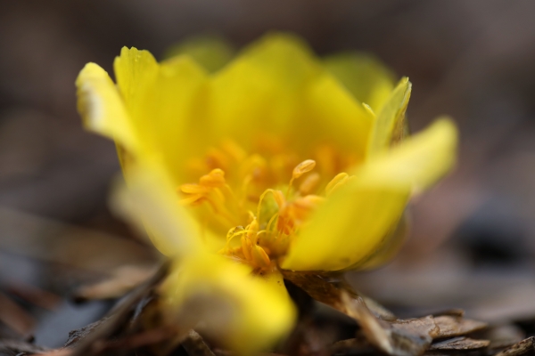 [포토뉴스] 겨울비 머금은 노란 복수초
