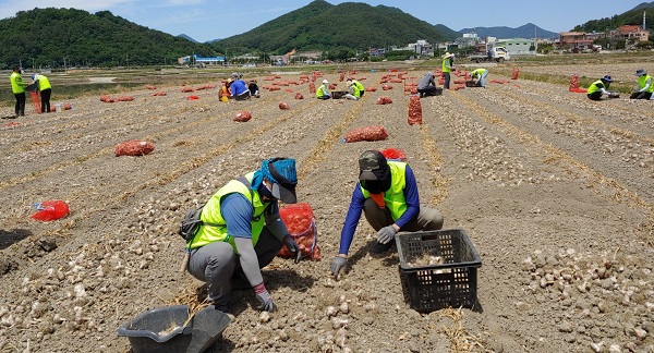 경남농협, 마늘 수확기 맞은 농촌지역 일손지원 앞장서